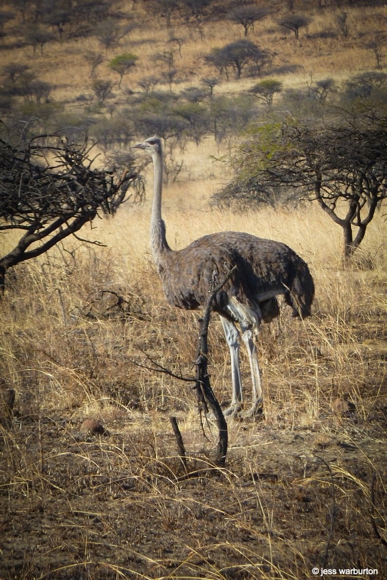 ostrich