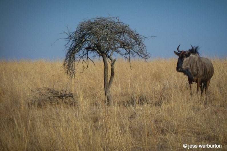 wildebeast on reserve