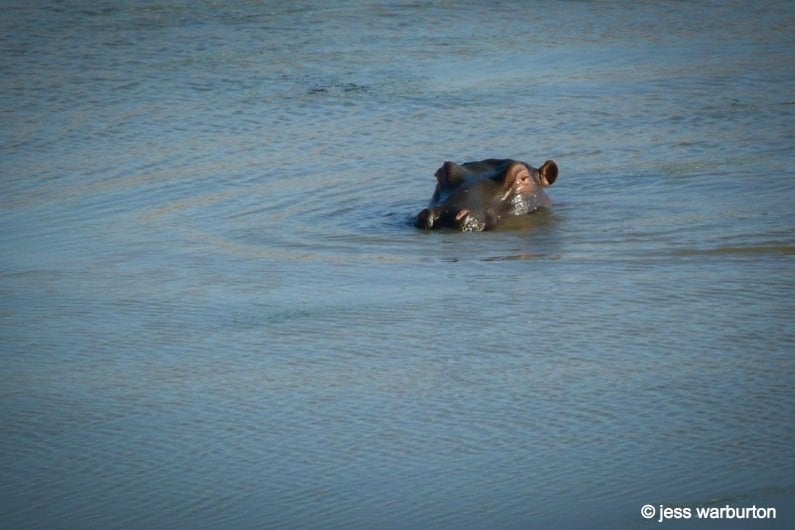 south africa hippo