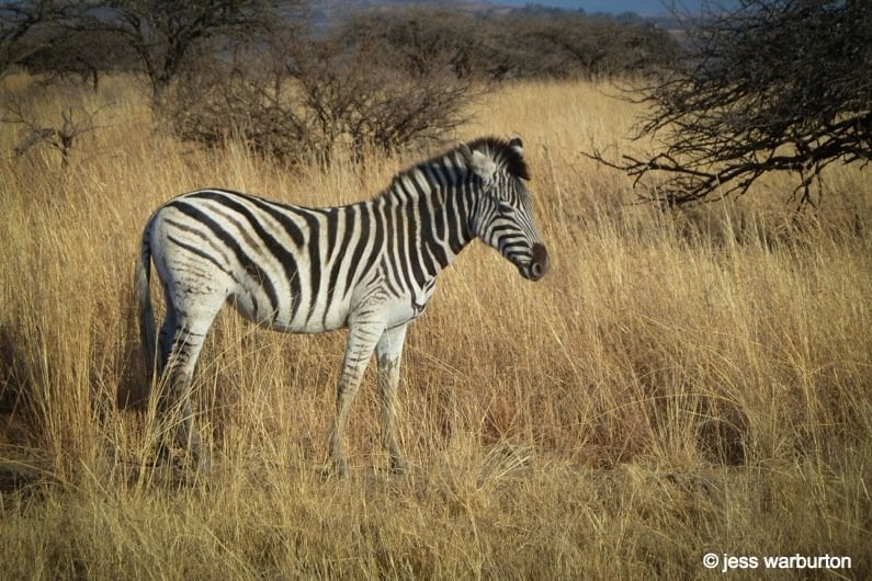 zebra in africa