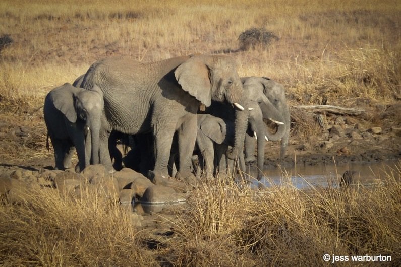 family of elephants