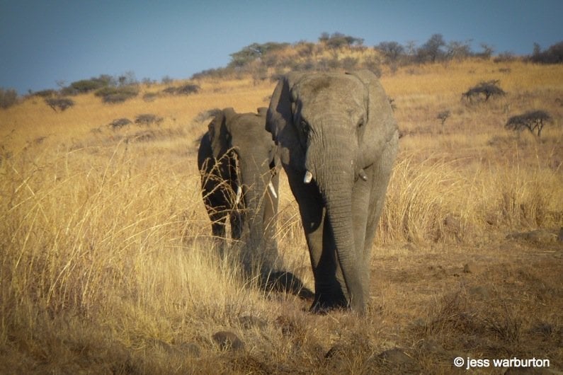 elephants Nambiti