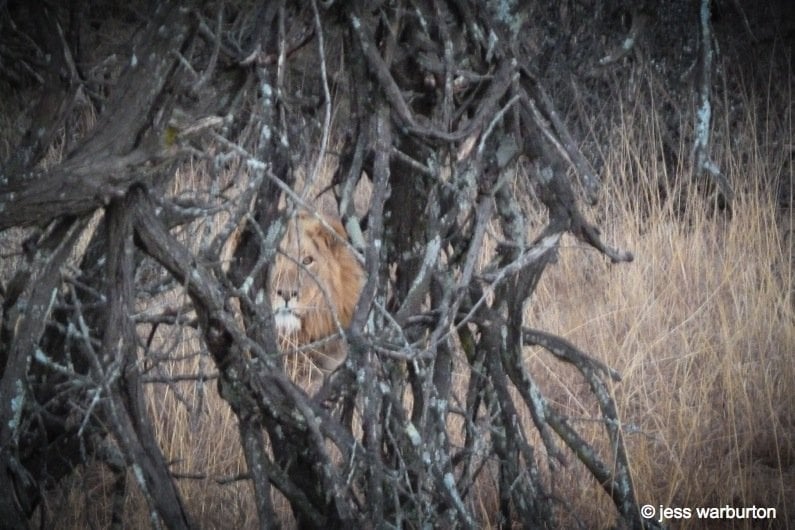 lion encounter