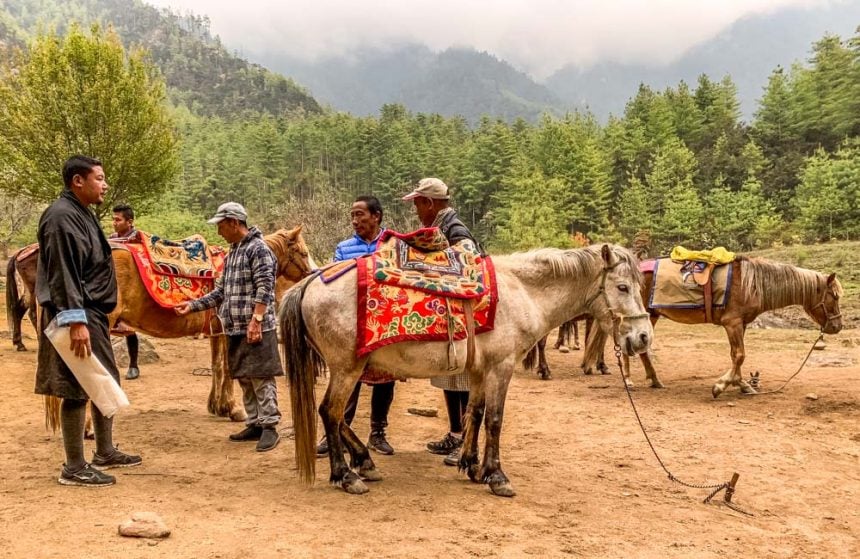 saddled horses to rent