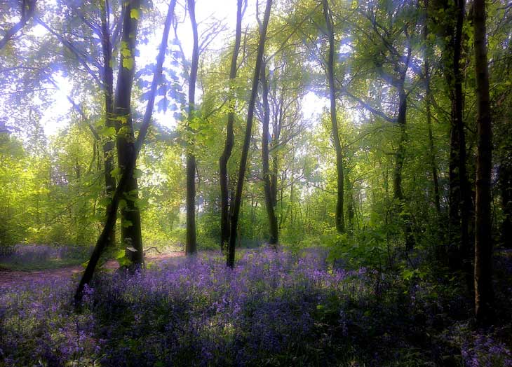 Magical Bluebell Woods