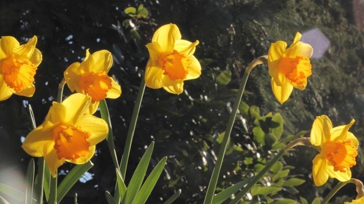 Daffadowndilly by A.A. Milne inspired by daffodils in spring