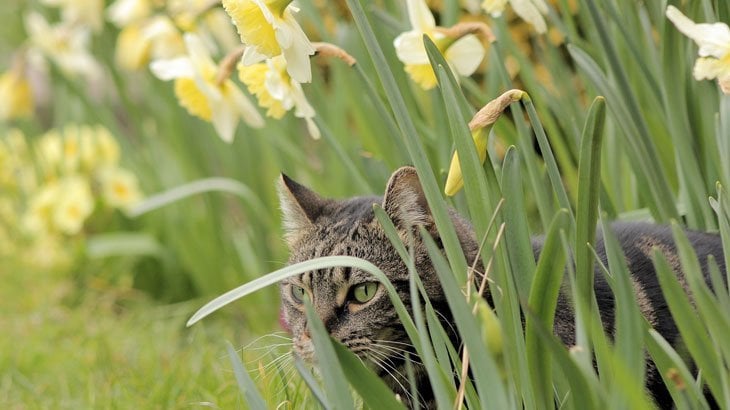 cat in the daffodils