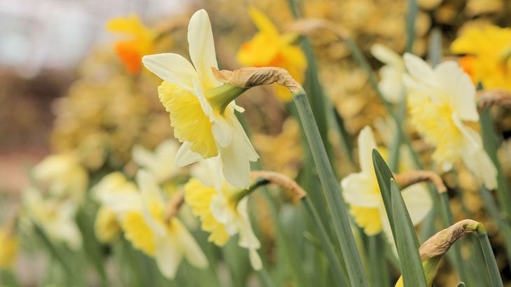 yellow daffodils