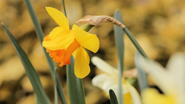 daffodil blowing in the wind