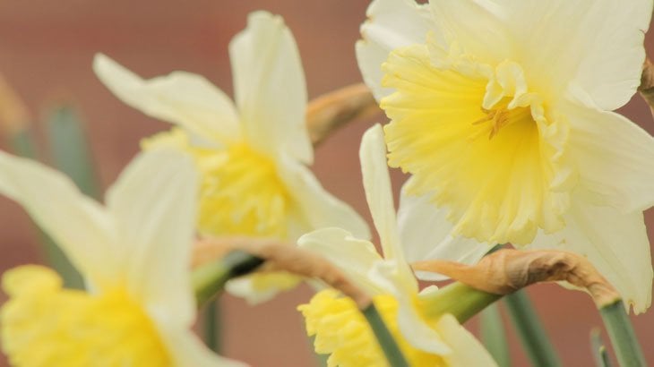 daffodils a sign of spring