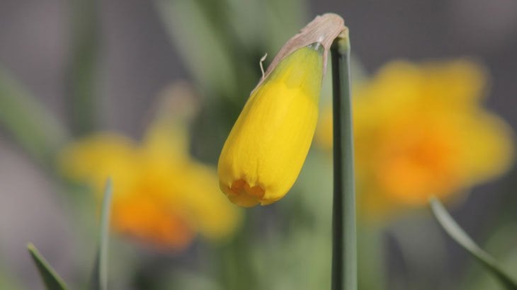 a young daffodil