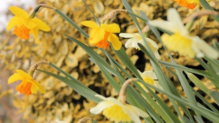 Narcissus flowers