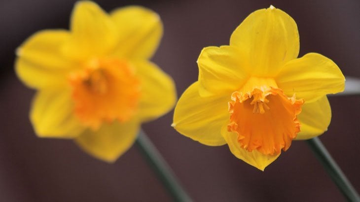 Dazzling Daffodils – The Herald of Spring
