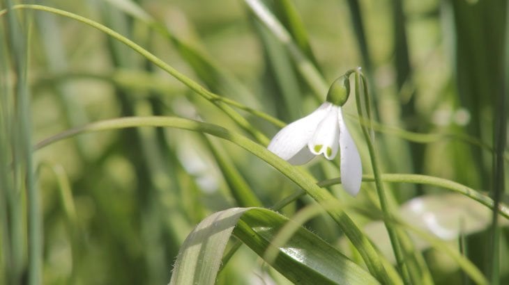 a snowdrop amongst the daffodils