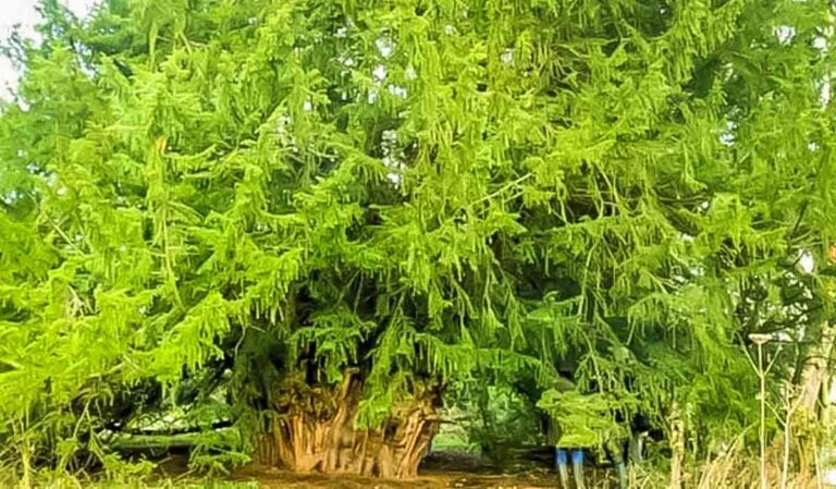 The Ankerwycke Yew – One of Britain’s Oldest Trees