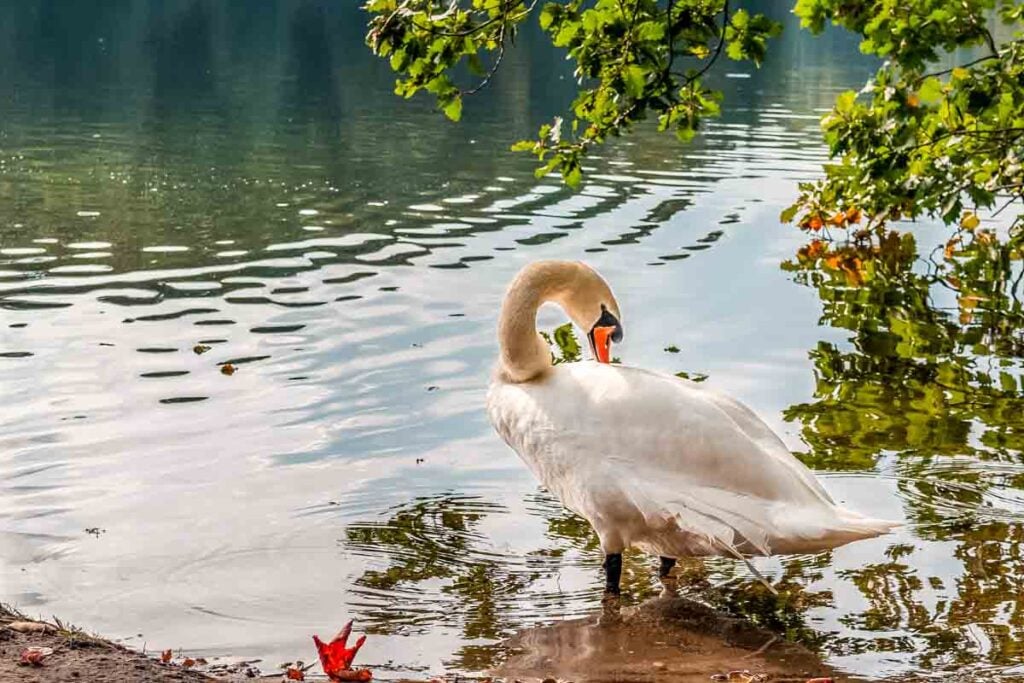 swan at Schlachtensee