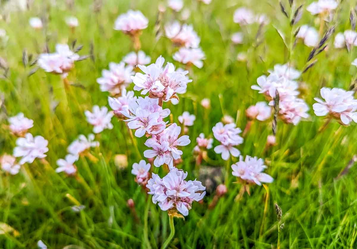 sea thrift (Armeria maritima)