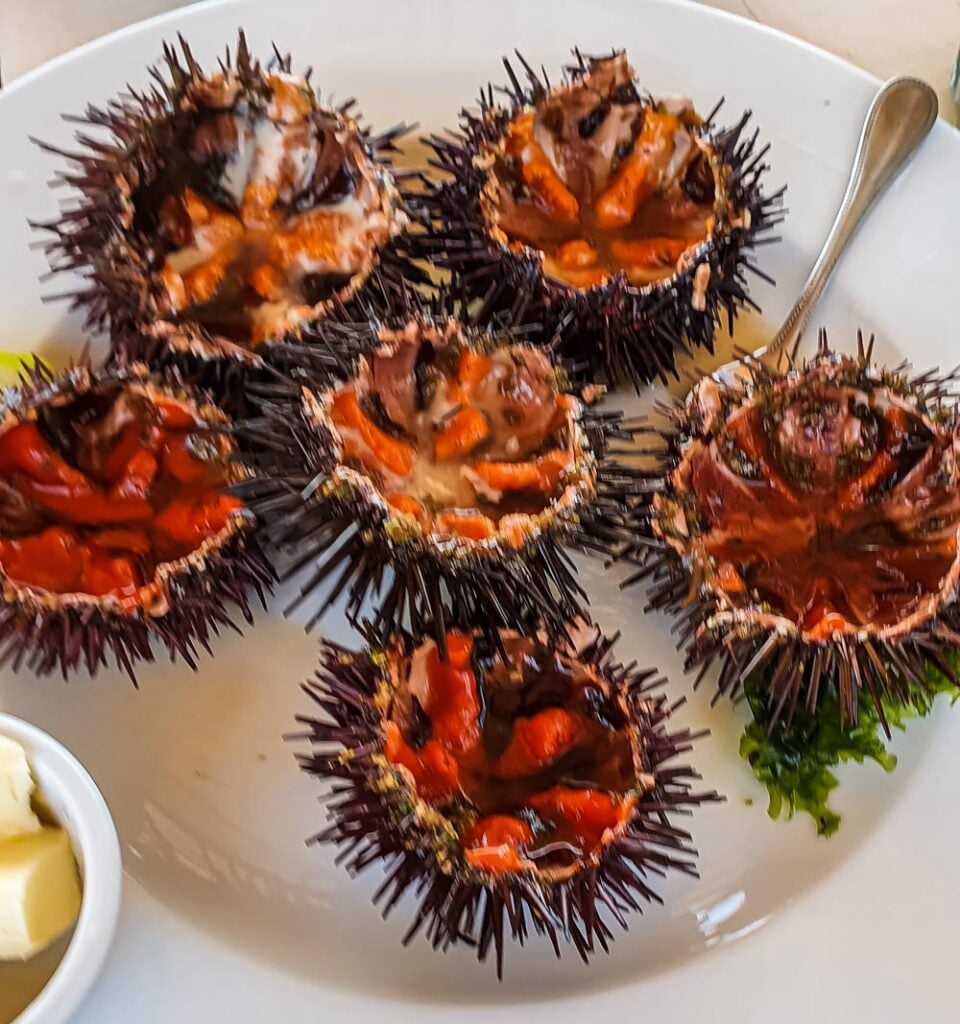 sea urchins