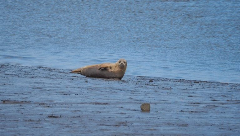 The Seals of Seal Sands, Teesside