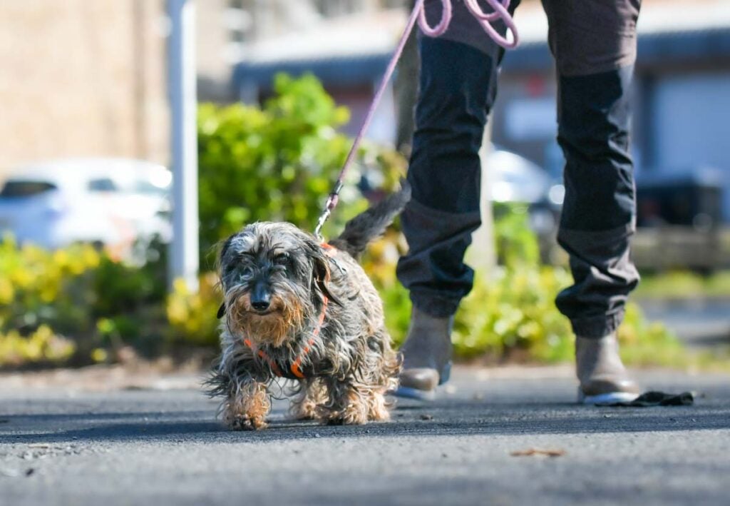 small dog mantrailing