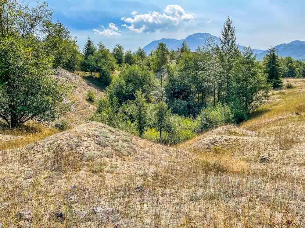 small hummocks looking toward MSH