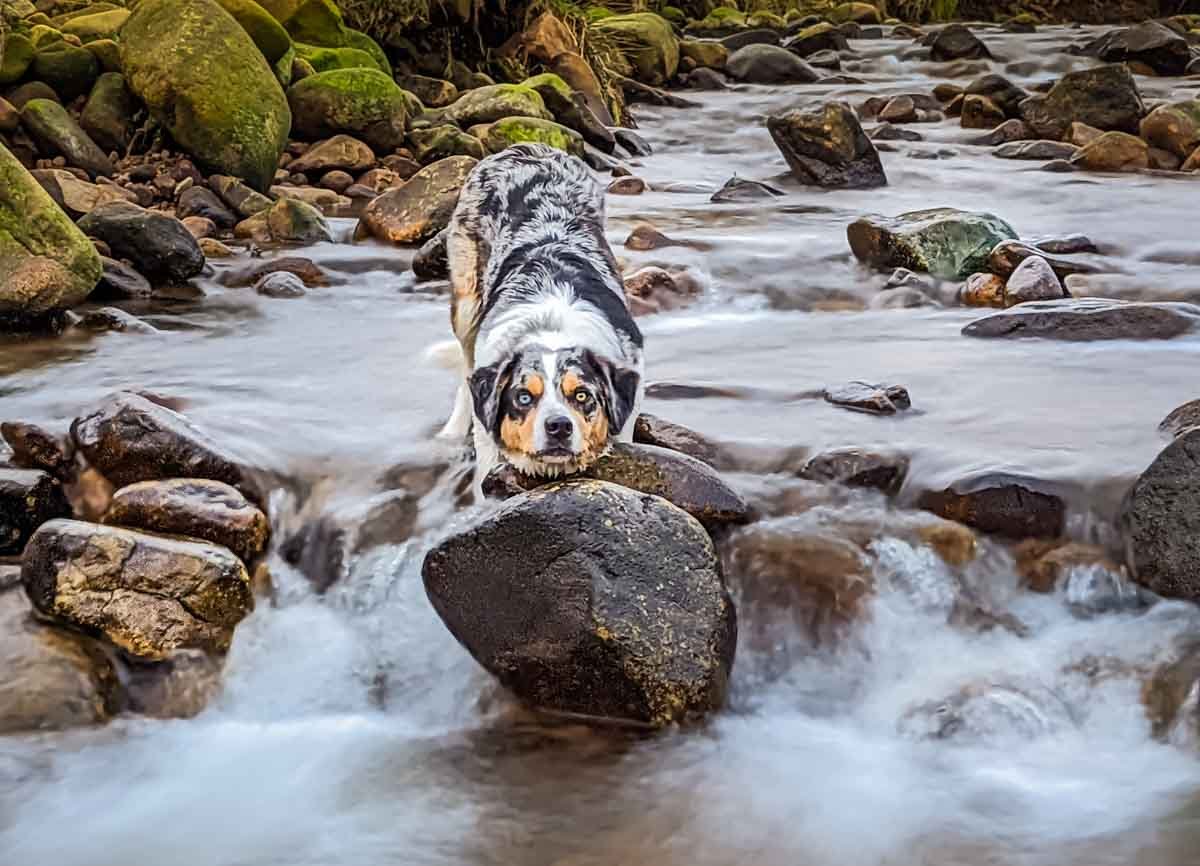 smooth water photo with dog