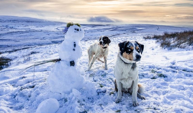 two dogs and a snowman