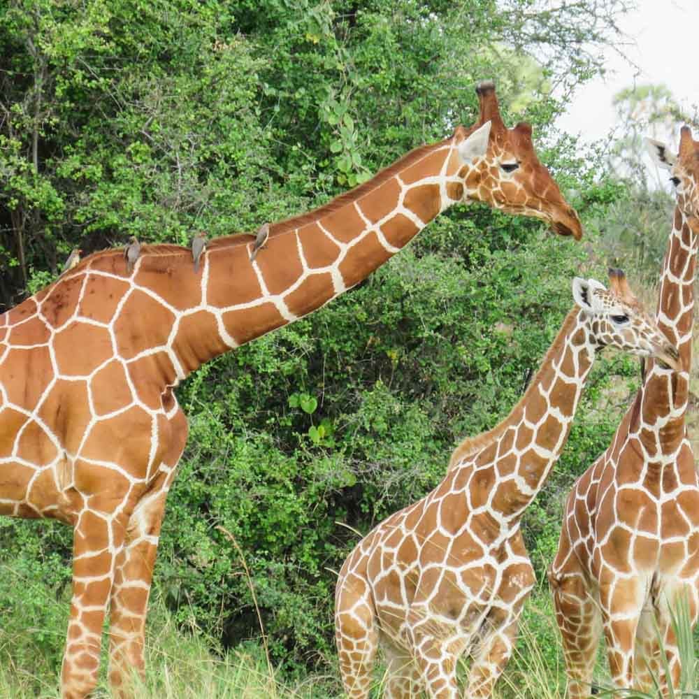 somali giraffe