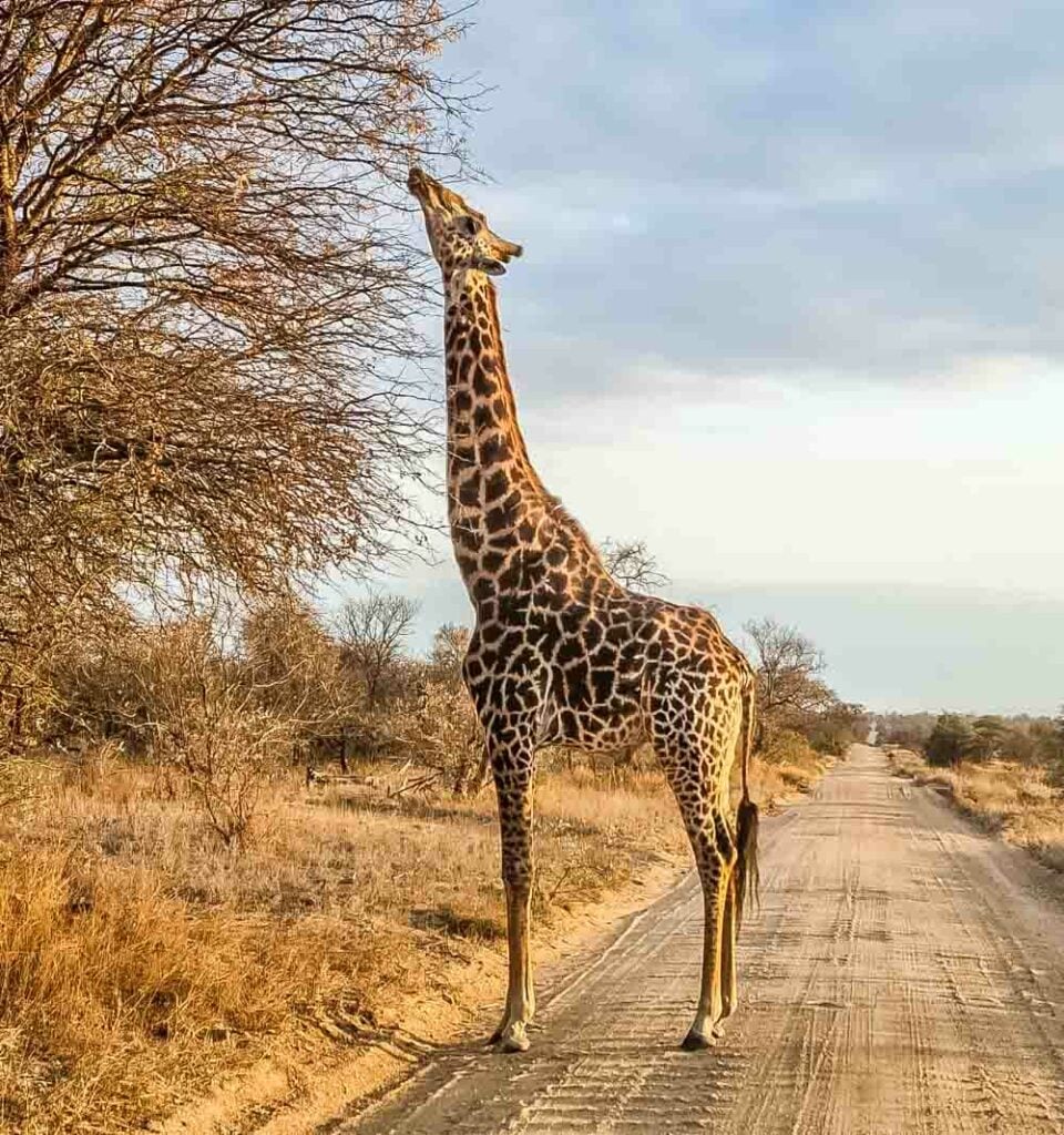 Southern Giraffe eating