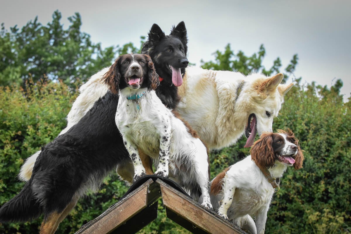 sport with dogs