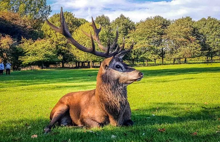 The Beloved Red Deer Of The UK