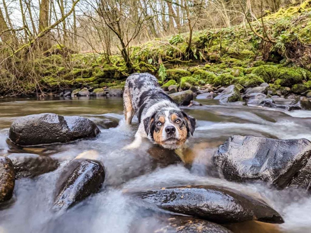 still dog and moving water