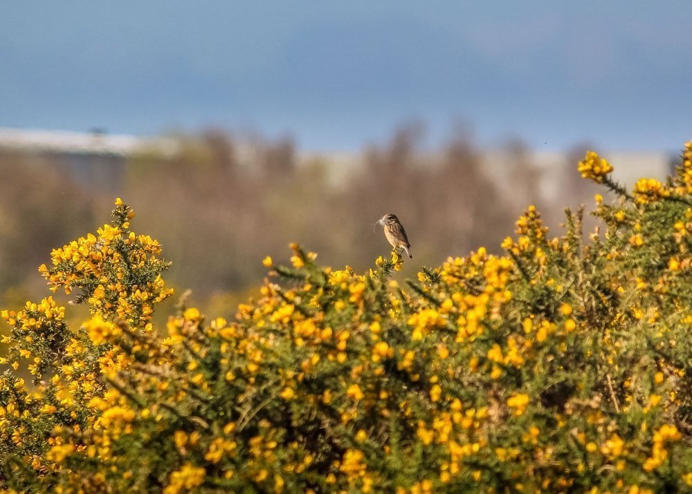 bird on yellow gorse