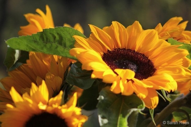 Sunshine and Sunflowers , The Colour and Wonder