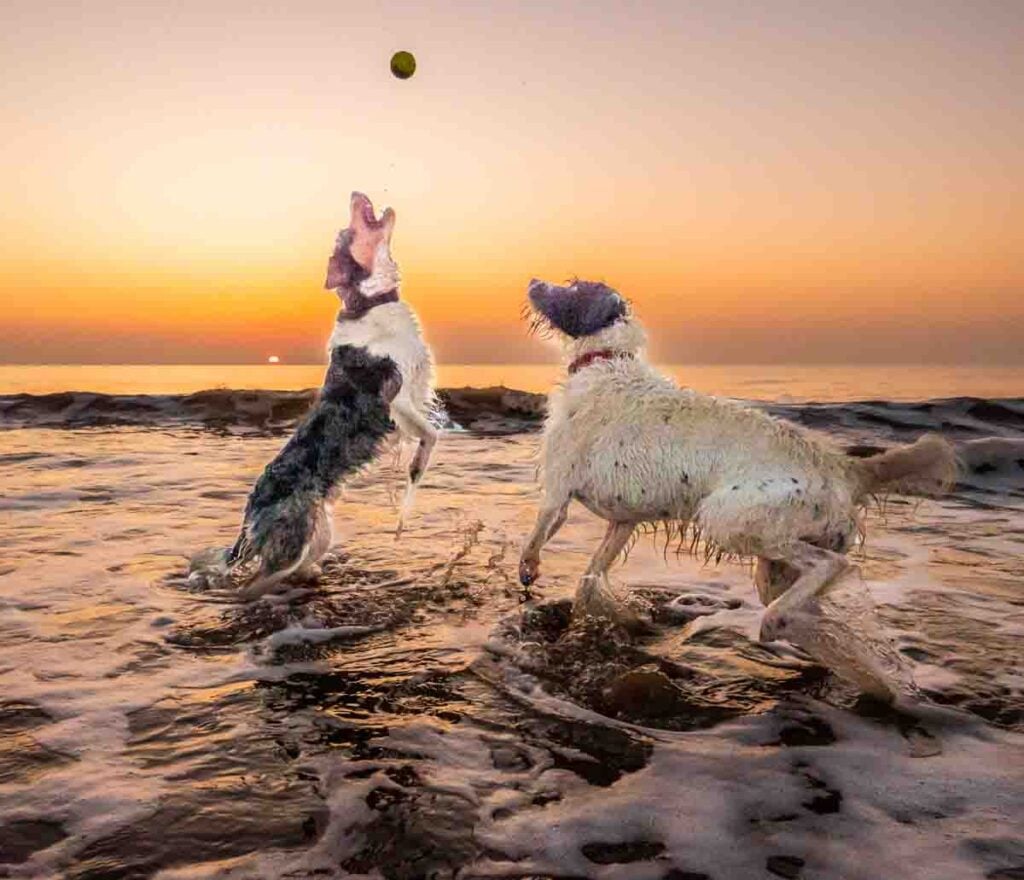 sunset with dogs