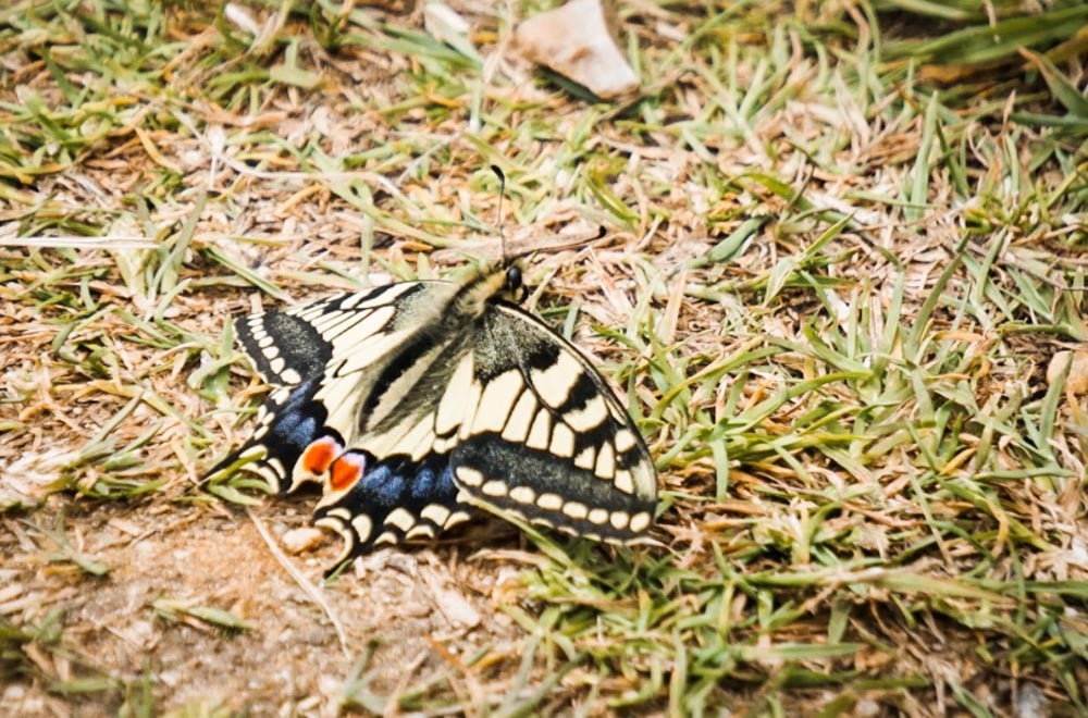 swallowtail butterfly at hickling broad