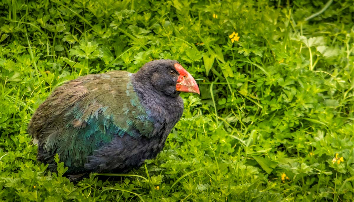 Takahe