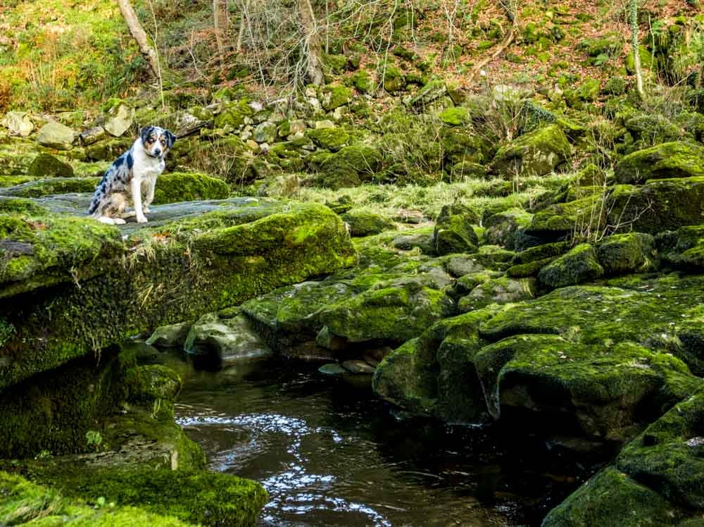 the strid and the dog