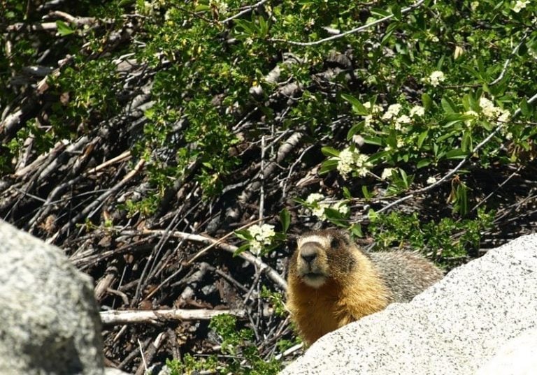 Tokopah Falls Hike – Sequoia National Park