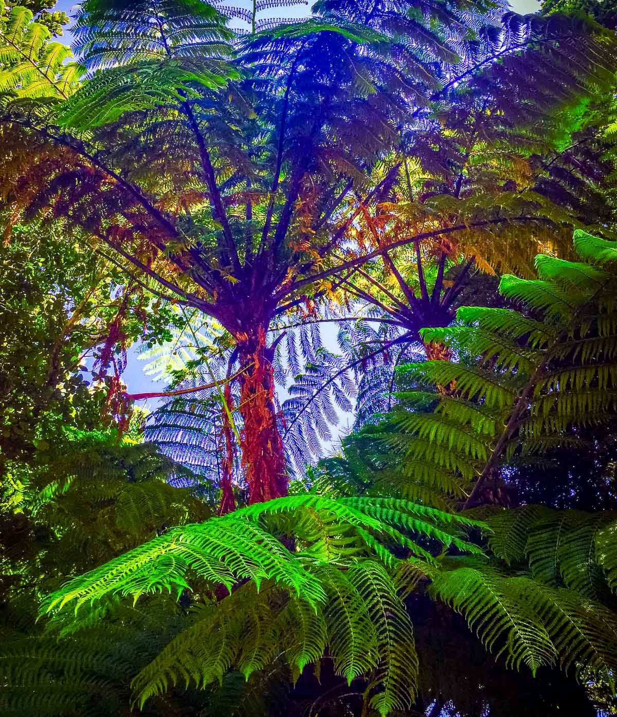 Tree Ferns