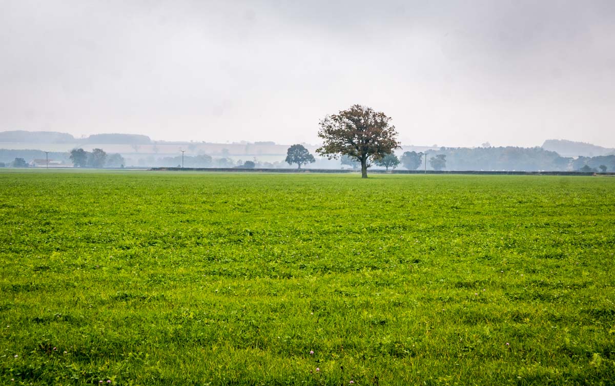 tree in field