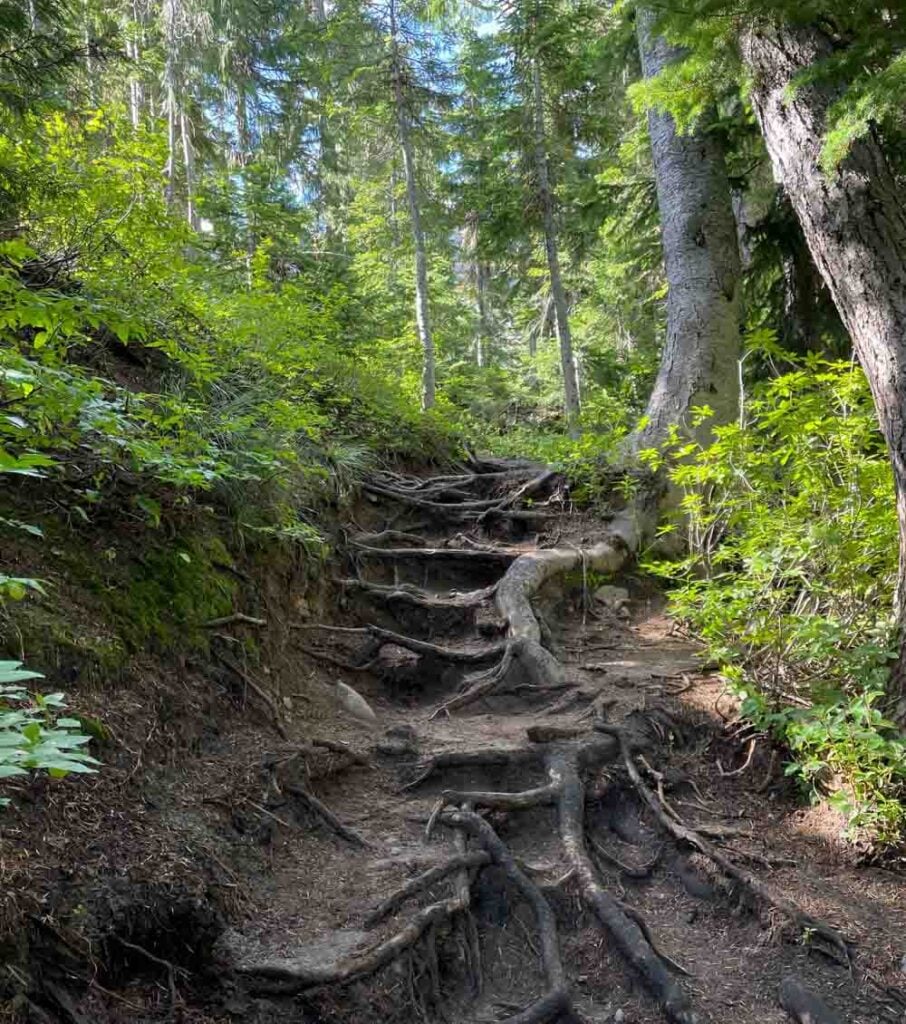 tree root stairs to snow