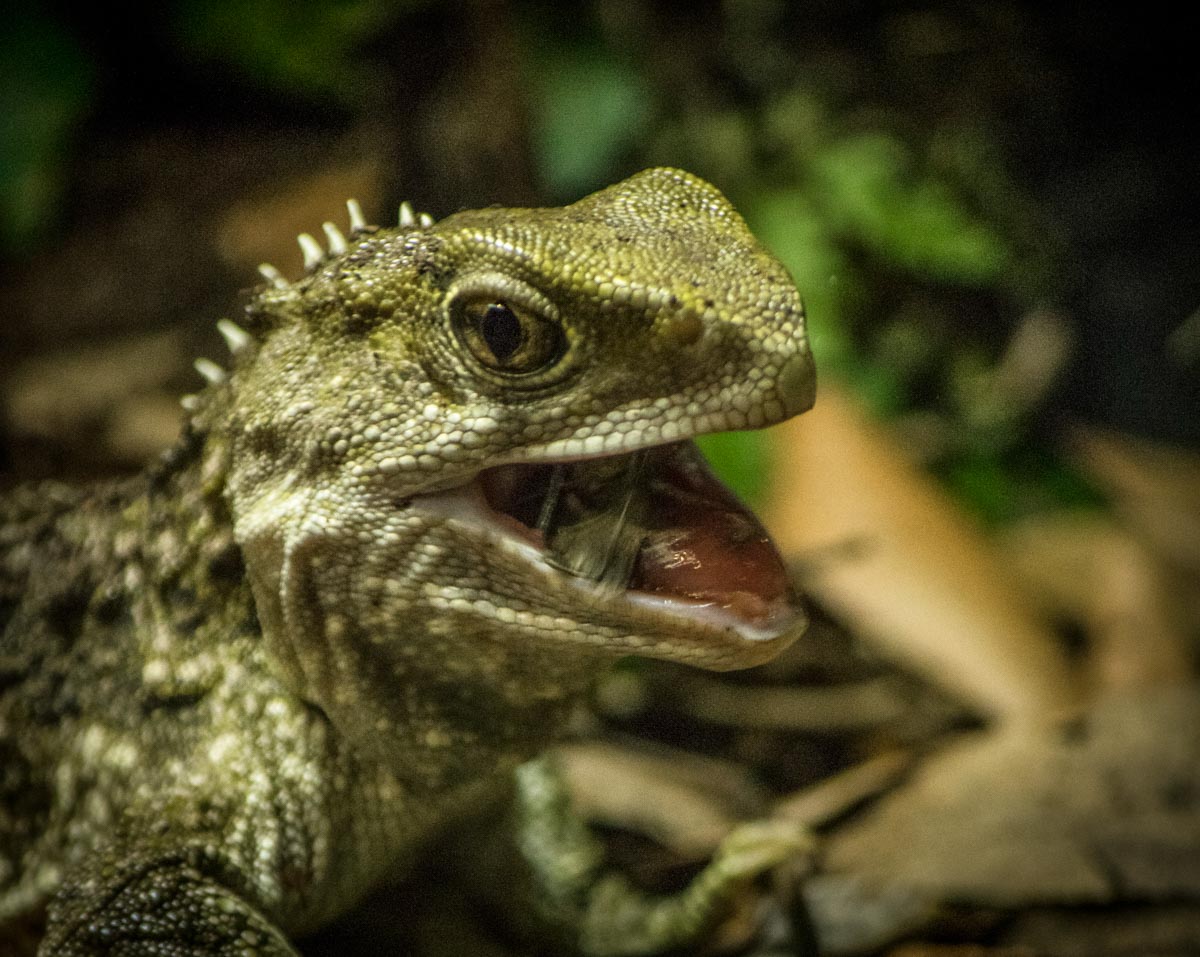 Tuatara mouth open