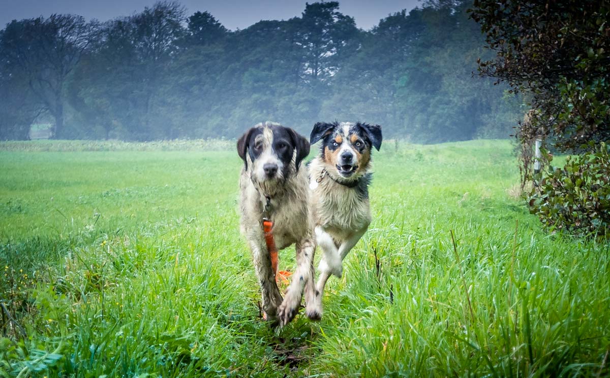 two dogs running in field