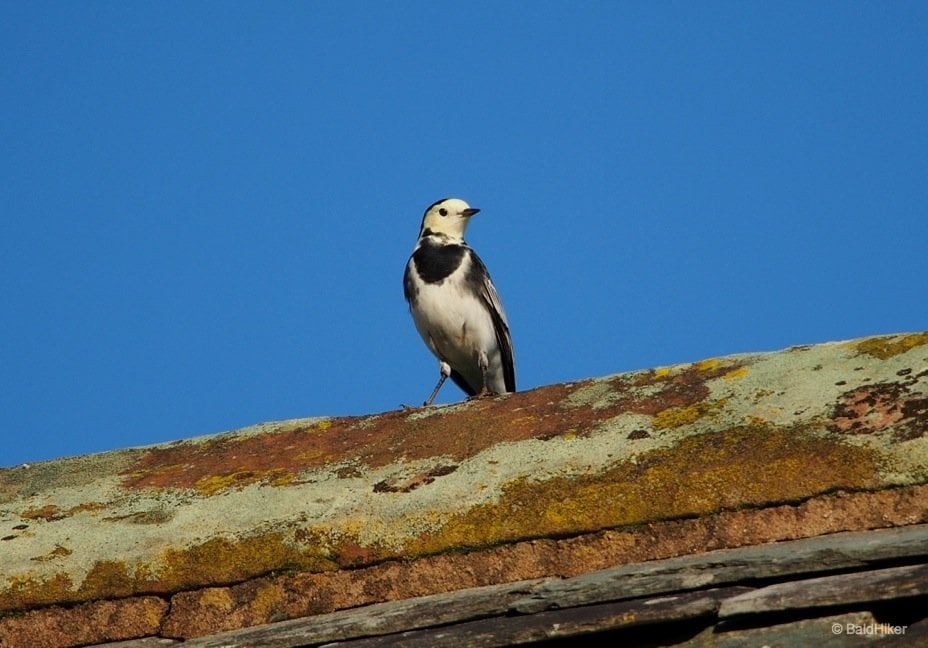 a wagtail looking out of the roof