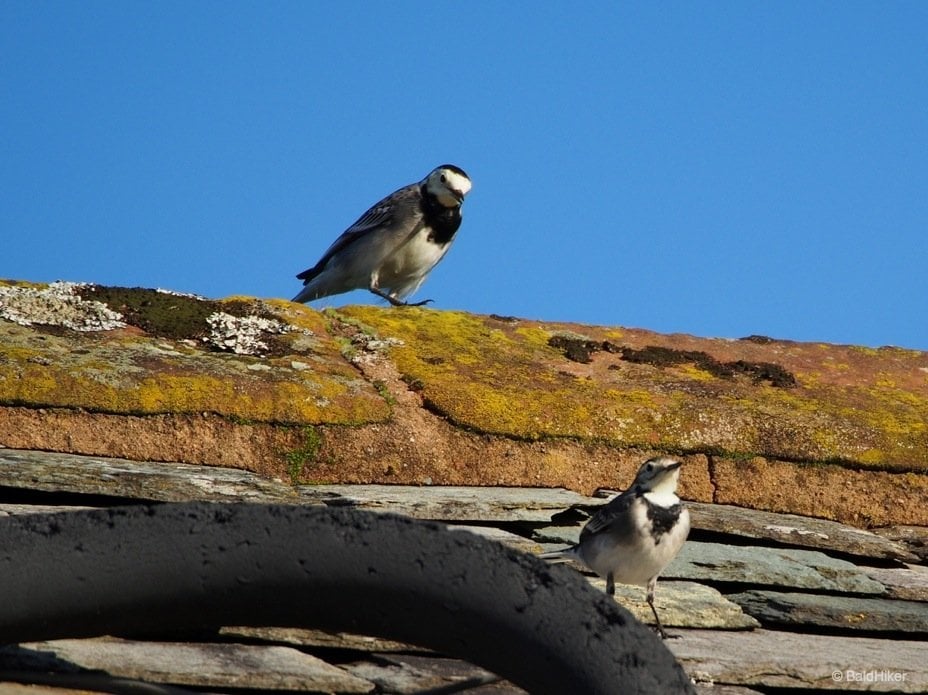 2 pied wagtails