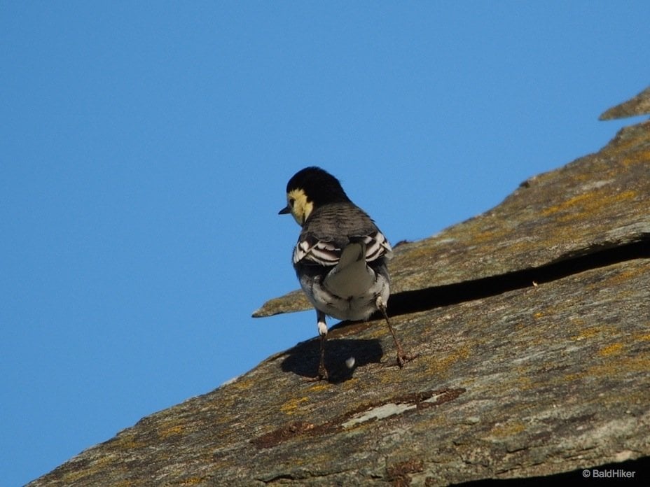 bird on the roof