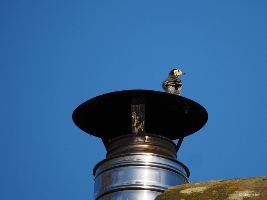 wagtail on a chimney