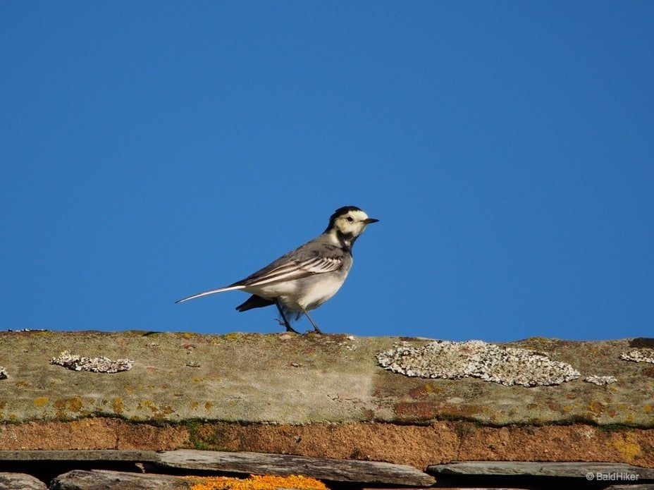 wagtail ready for takeoff