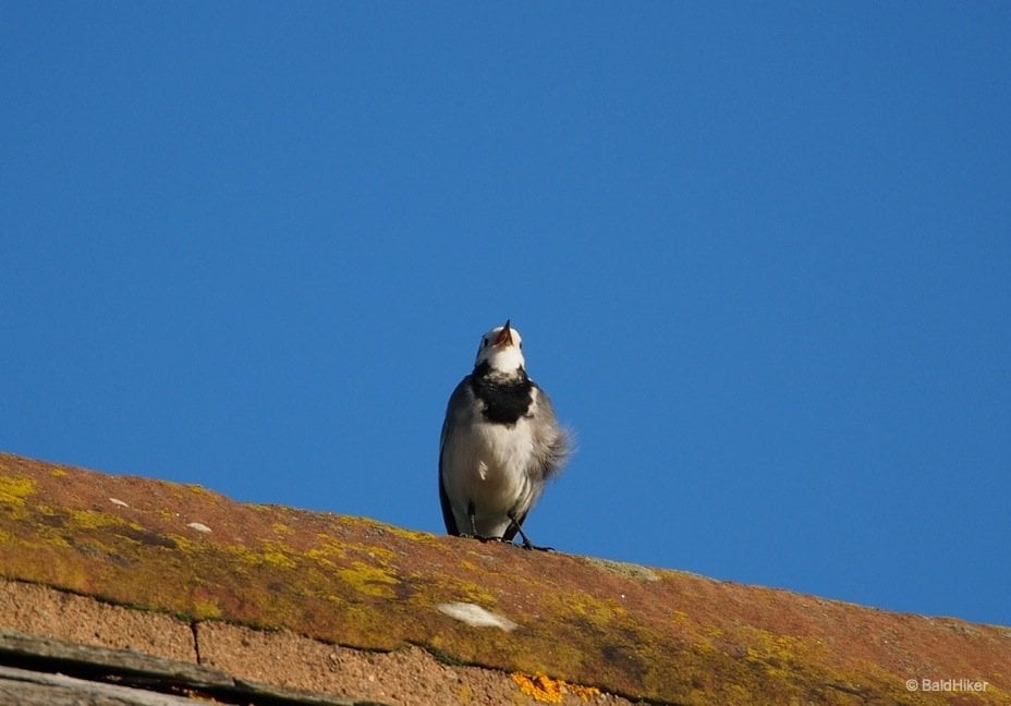 pied wagtail singing on the roof